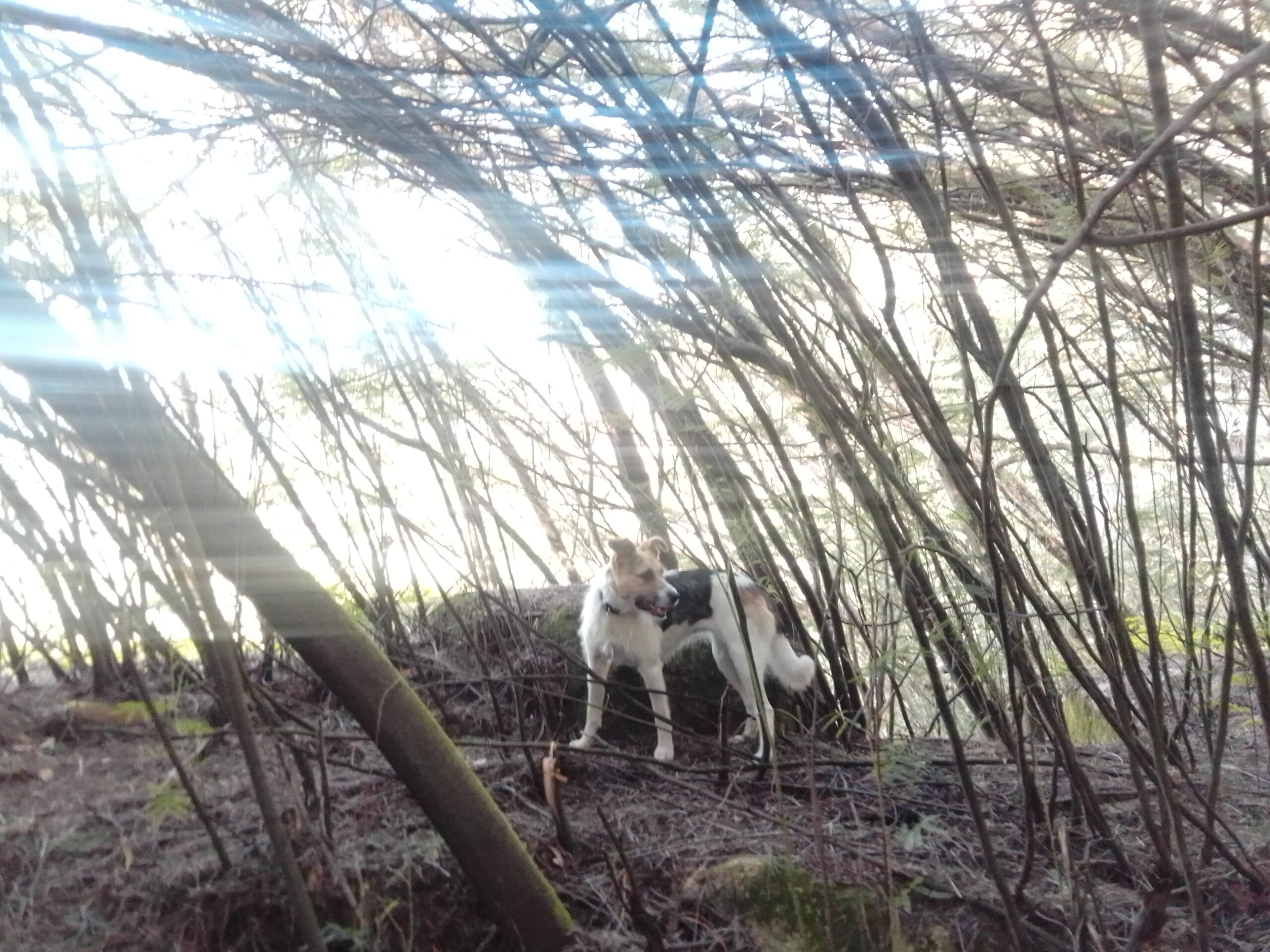 ANOTHER PASSAGE TO THE WOODS