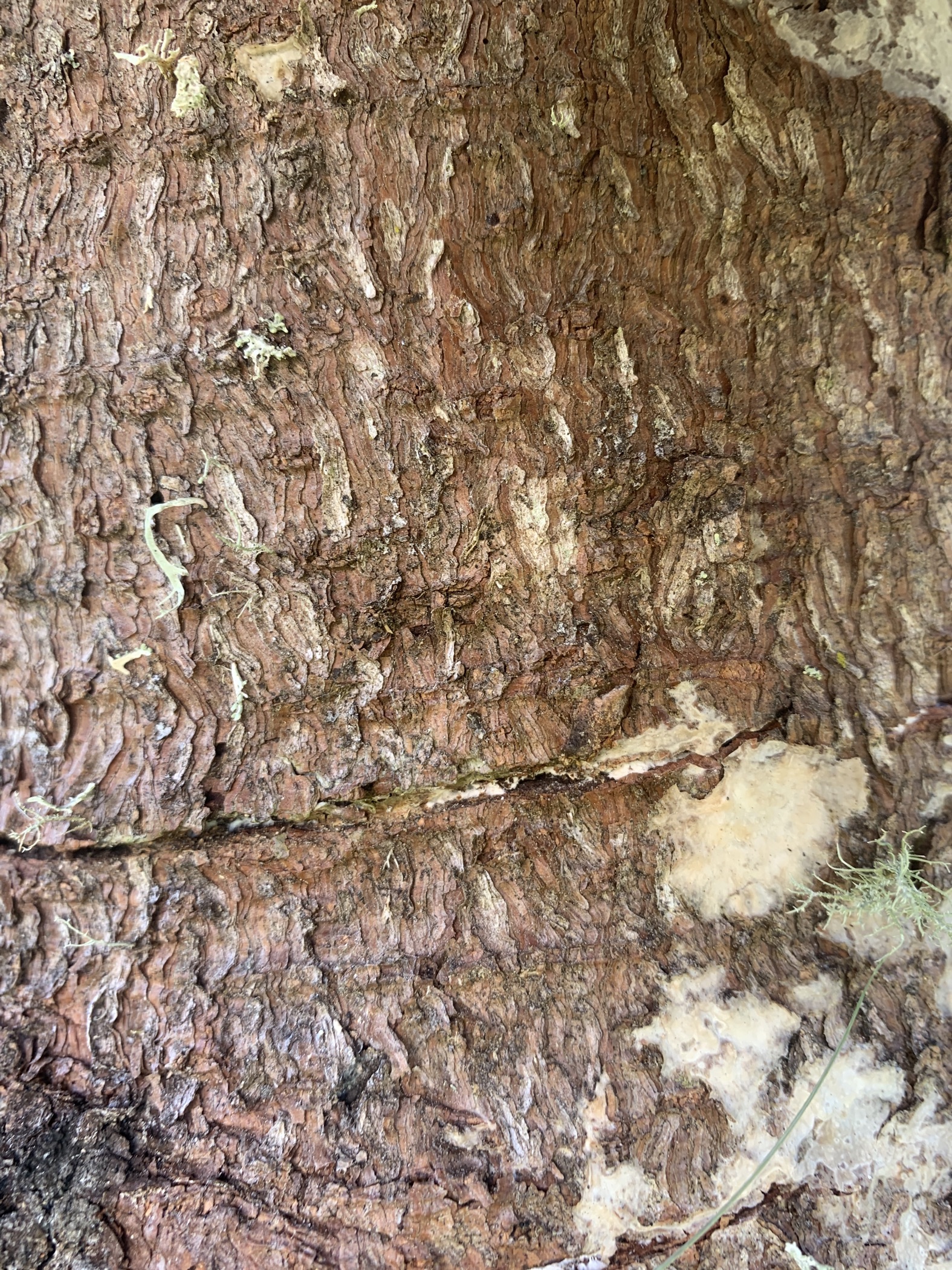 MOONLIGHT ON THE SLANTROOF GREAT